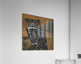 Owl  Impression acrylique
